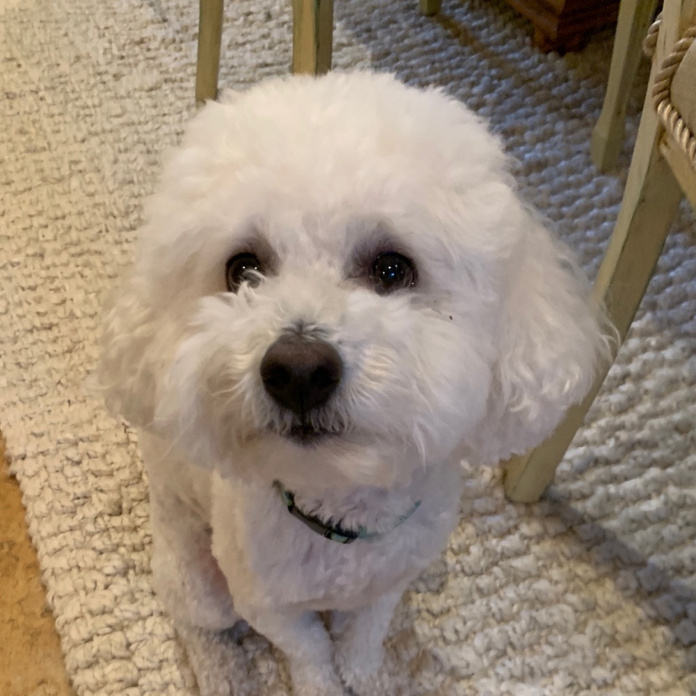 Meet your Posher, Sophia
